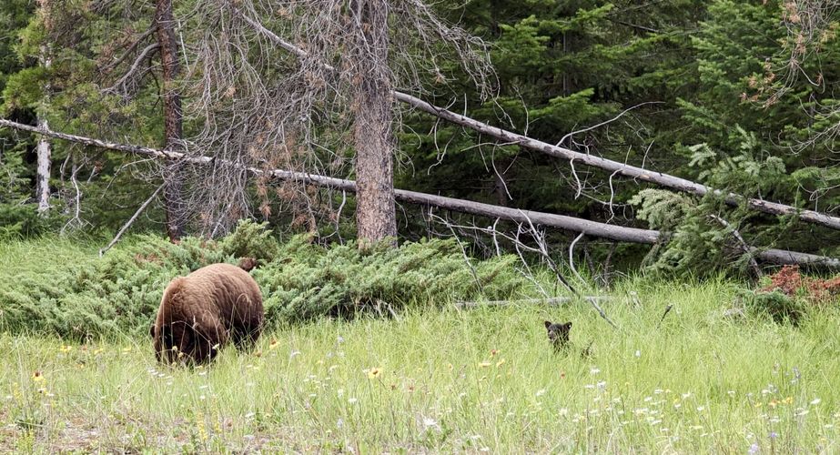 28 38 Canada 90 28 38 Canada 90